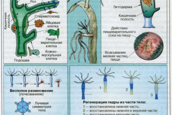 Ссылка для входа на сайт kraken