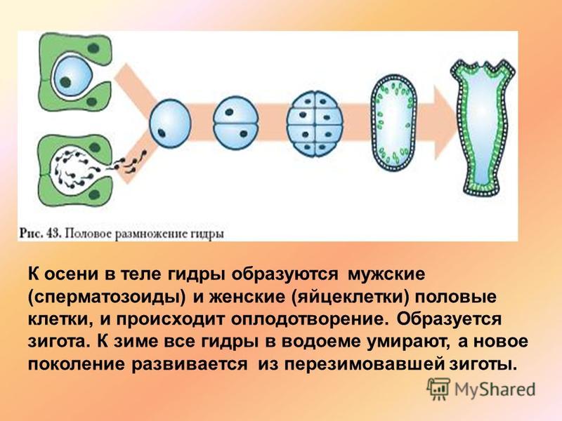 Кракен торговая площадка